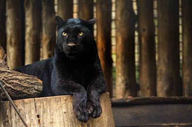 捕捉到「罕见奇兽」身影！英摄影师：百年首次(示意图/达志影像)