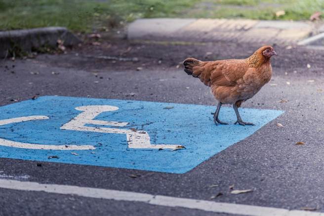 为残疾鸡造轮椅 遭节目调侃不如吃掉(示意图/达志影像)