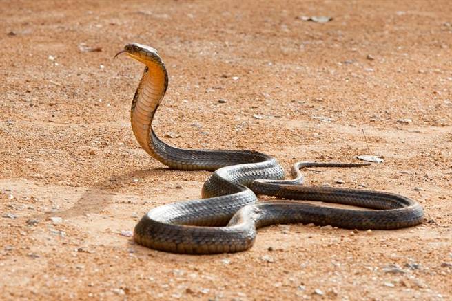 饱餐一顿正想休息…眼镜王蛇被抓包急吐「全尸」(示意图/达志影像)