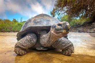 世界最長壽烏龜！ 從乾隆時期活到...
