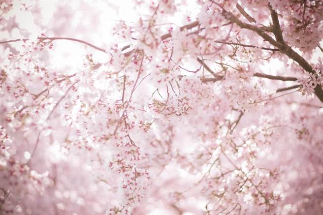 日賞櫻訪問驚見超正媽媽！網心動(示意圖/達志影像)