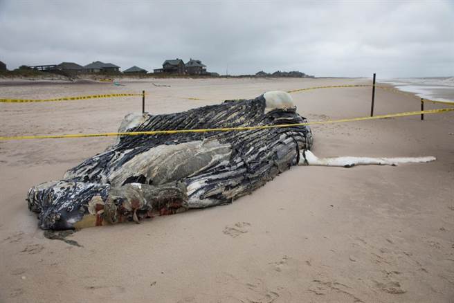 離奇！亞馬遜叢林裡驚現10噸重鯨魚屍體(示意圖/達志影像)