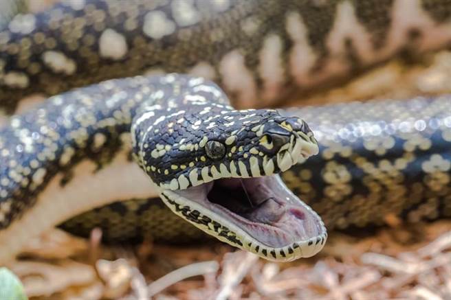 印尼警察出奇招？「巨蛇逼供」小偷崩溃全招了(示意图/达志影像)