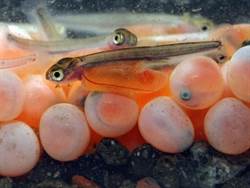 7萬顆鮭魚卵孵化過程曝光！