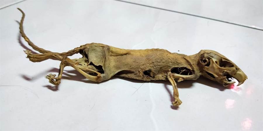 網友發文說在阿嬤的櫃子裡發現一隻完整的動物死屍，網笑回：是迅猛龍化石？。（圖／翻攝爆廢公社臉書社團）