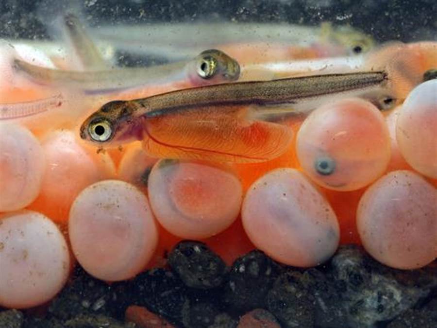 7萬顆鮭魚卵孵化過程曝光！(圖片取自/達志影像)