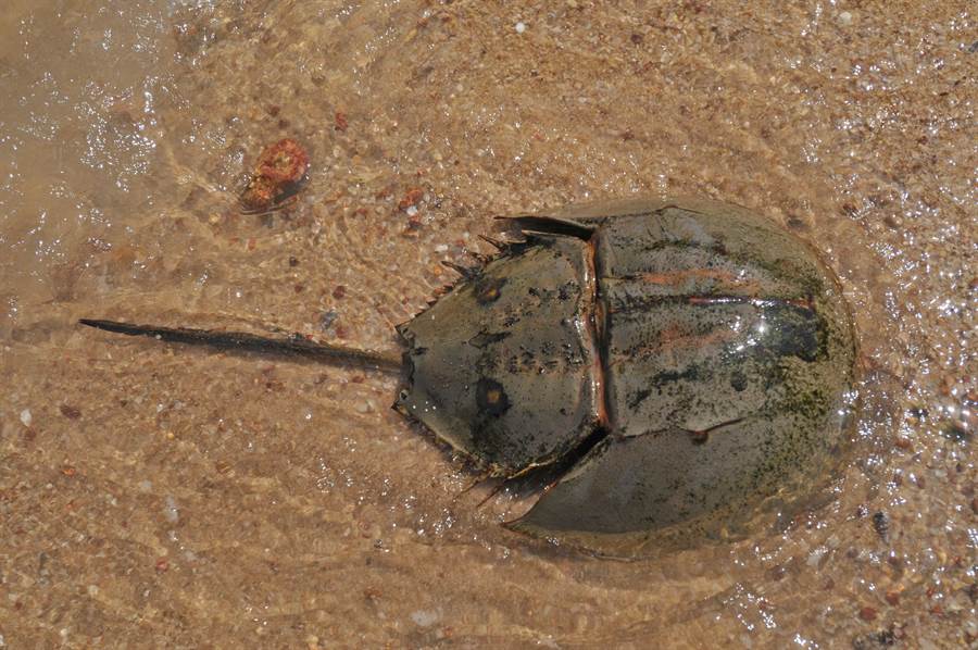 保育 灘地上的活化石 金門再放流鱟苗15萬尾 生活 中時