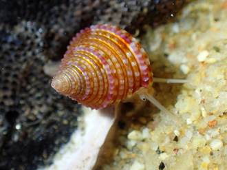 烈嶼發現世界新物種「金門鐘螺」登上國際期刊