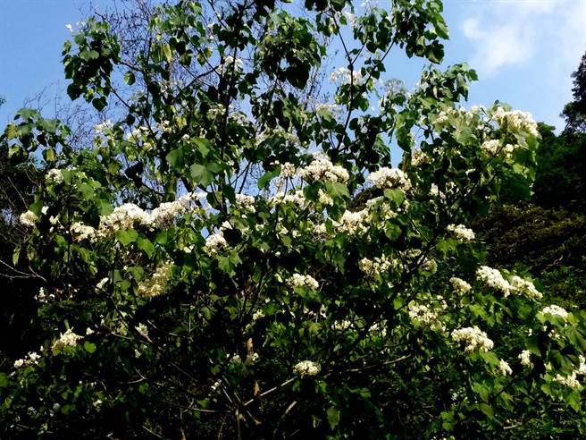 新店萬花桐 5月4日於二叭子植物園登場 旅遊 中時