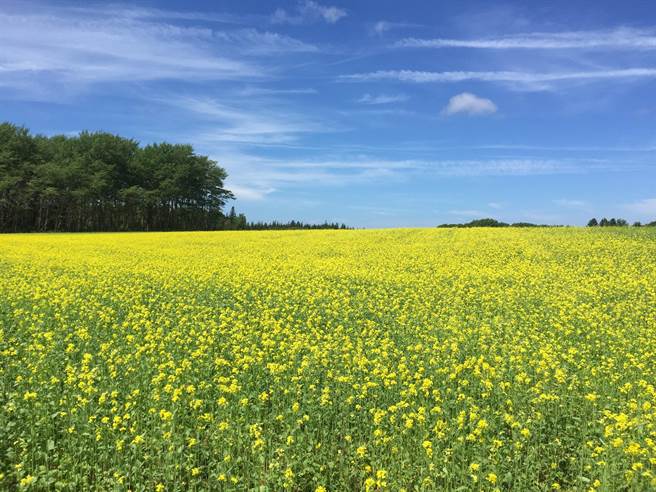 北京封殺進口加拿大油菜籽，而加國前駐北京大使馬大維（David Mulroney）認為，此舉和華為財務長孟晚舟一案「絕對有關」。（中央社）