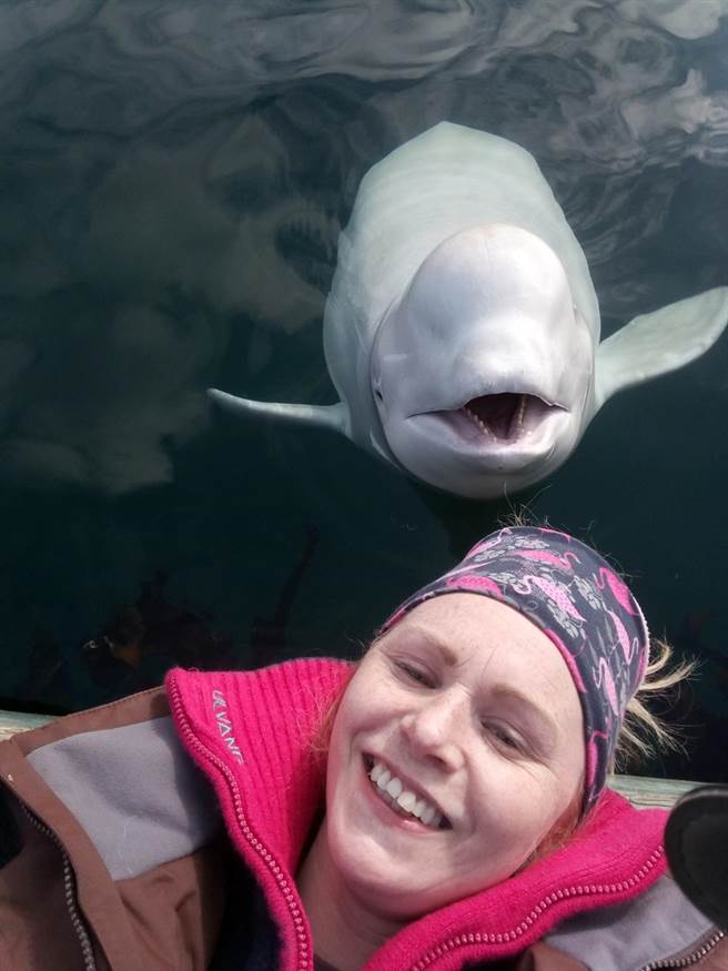 小白鲸已成为当地的大明星。（图／美联社）