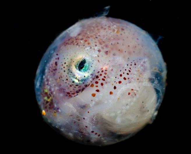 稀奇！ 乌贼卵内睁眼 破蛋秒变色(示意图/达志影像)