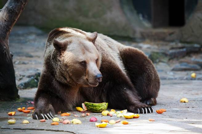 示意图非当事棕熊。(图/ 取自达志影像)