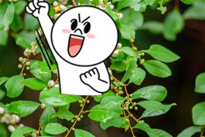 「白饭」长树上 食用价值竟超高(图片取自/达志影像)