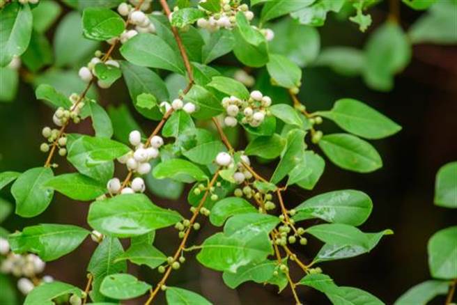 密花白饭树可以入药(图片取自/达志影像)