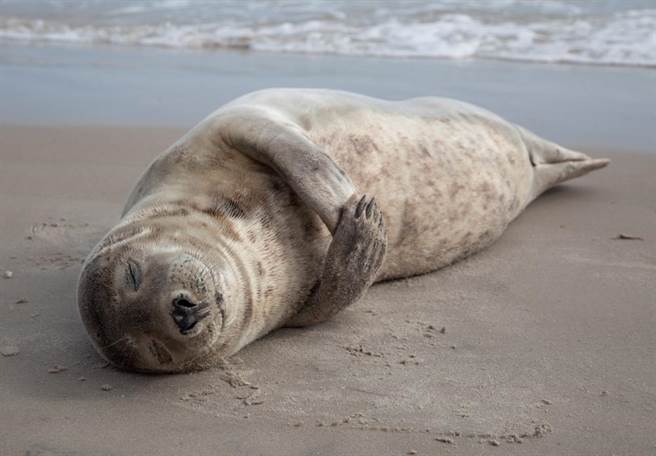 不是死翘翘！网曝海豹超奇葩睡姿(图/达志影像)