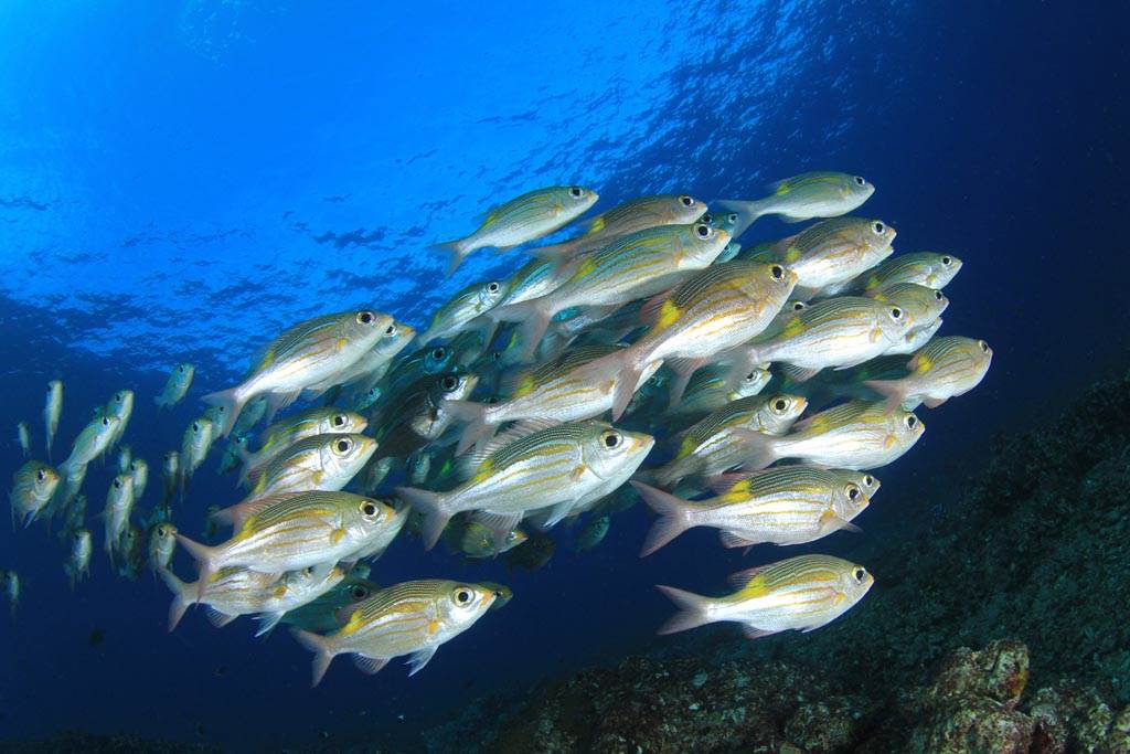 海中超噁寄生蟲 入侵魚舌 定居 搜奇 網推