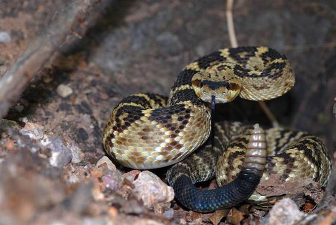 翁遭蛇咬伤气疯 反咬牠报復下场惨(示意图/达志影像)