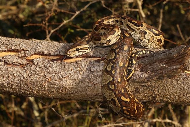 貪吃蛇吞同類！身體超腫驚吐全屍(示意圖/達志影像)