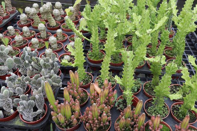 仙人掌遭調包 網驚覺事情不單純？(示意圖/中時資料照)