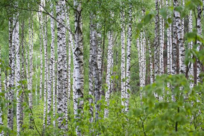 最硬鋼鐵之軀 這植物子彈無法打穿(圖片取自/達志影像)
