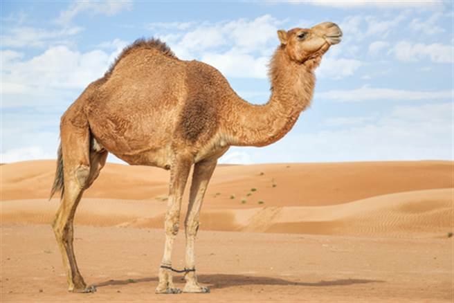 杜拜土豪怎吃燒烤 整隻駱駝搬上桌(圖片取自/達志影像)