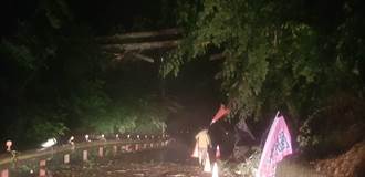 豪雨不斷 梨山五葉松巨木倒塌壓毀台電高壓線路