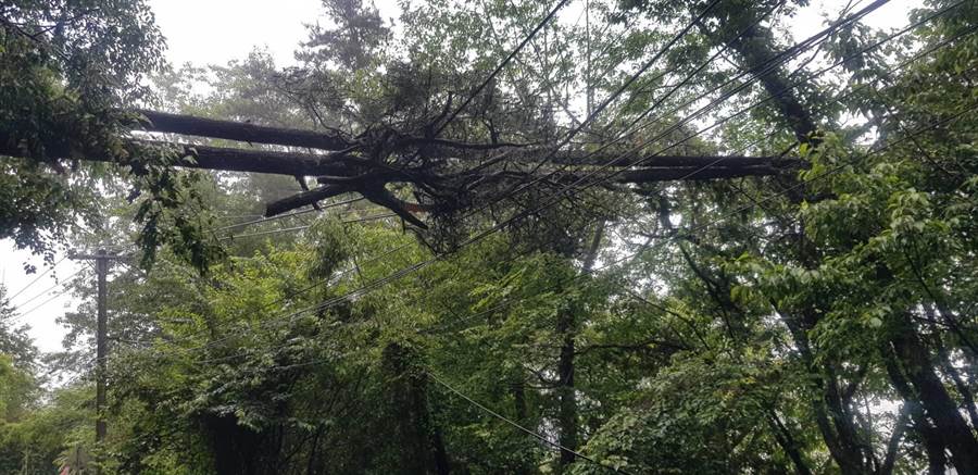 豪雨不断梨山五叶松巨木倒塌压毁台电高压线路 新闻 中时