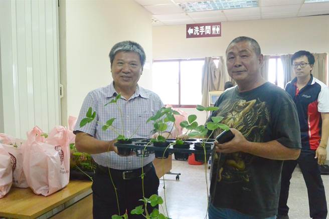 大湖地區農會理事長劉興政交付戀香種苗給莓農試種。（巫靜婷攝）
