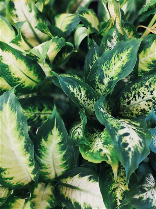 她好奇咬万年青 竟痉挛口吐白沫(图片取自/达志影像)