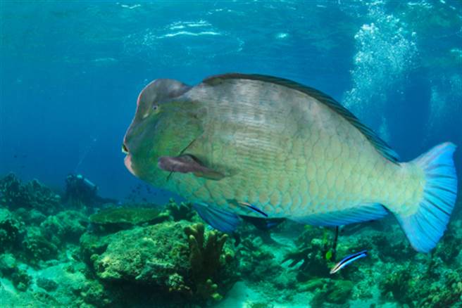 图为大嘴水牛鱼(图片取自/达志影像)