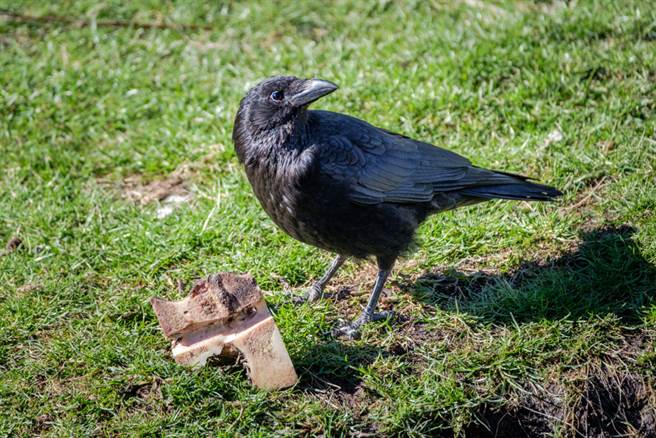 街头惊见谜之鸟！双拳撑地超霸气(示意图/达志影像)