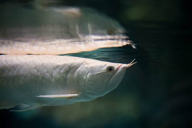 高价买金龙鱼 不吃不喝张开嘴吓傻(图片取自/达志影像)