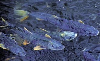 湟魚洄游產卵奇觀 重現青海湖