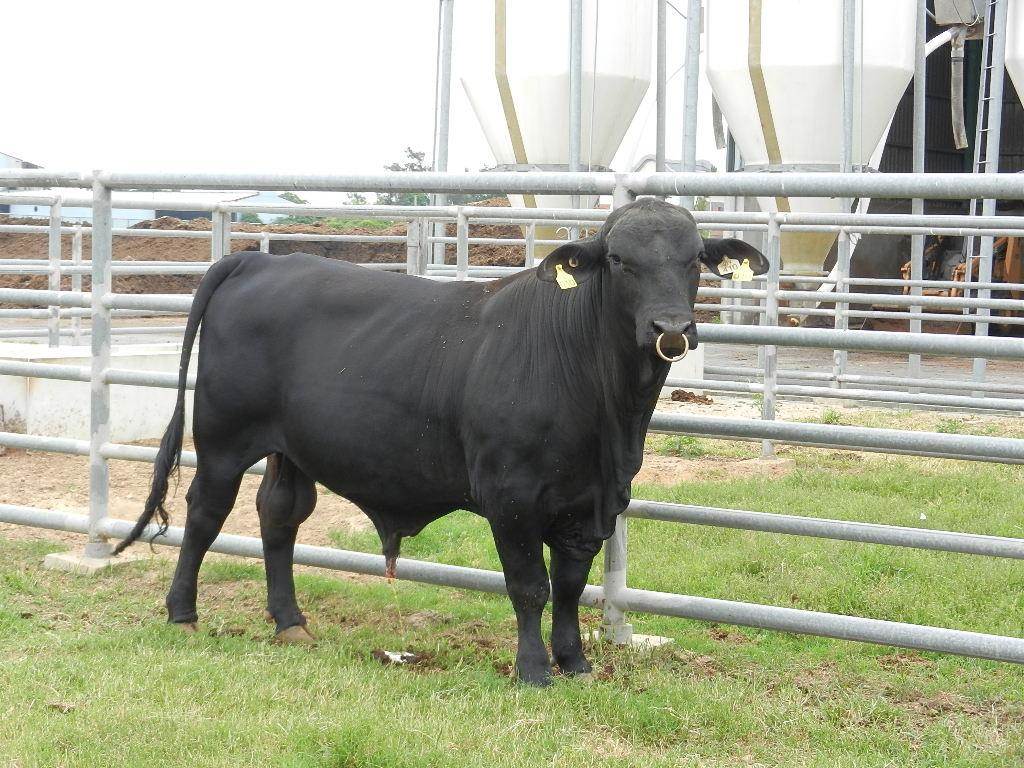 金門縣畜產試驗所在特色「酒糟牛」的基礎下，引進和培育高經濟價值的布拉安格斯牛。（畜試所提供）