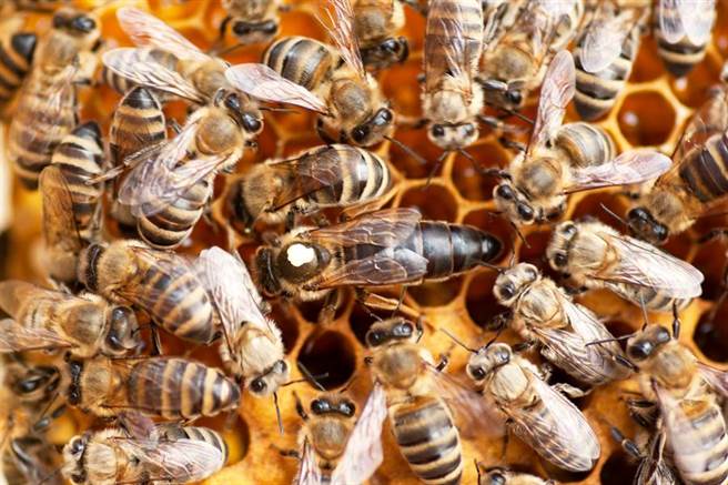 墓地蜂满为患 惊见白蜂巢筑骨灰上(图片取自/达志影像)