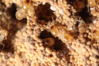 防治白蟻邁開一大步！興大破解白蟻與真菌共生關鍵  