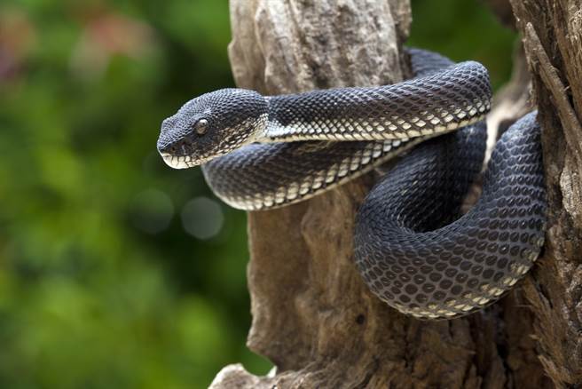 朝驾驶丢黑蛇！女诡招劫车下场惨(示意图/达志影像)