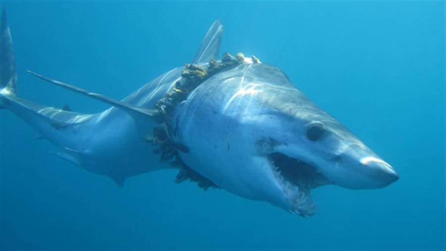 大白鯊被漁網網勒住身體，健康當然受影響。(圖/艾希特大學)