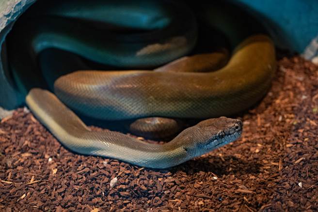 刚和男友吵架！她暴怒砸扁眼镜蛇(示意图/达志影像)