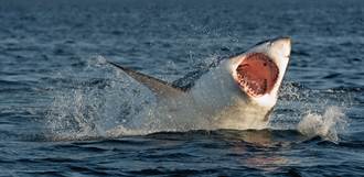 巨鯊遭咬成兩半 罕見現象專家震驚