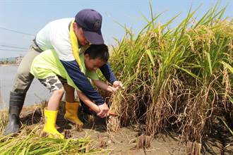 幼童割稻傳承農業精神 捐白米做公益