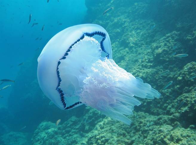 桶水母的资料照，大型桶水母可以长到比人还大。（达志影像/Shutterstock）