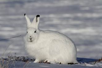 當北極兔站立 網驚：什麼生物！