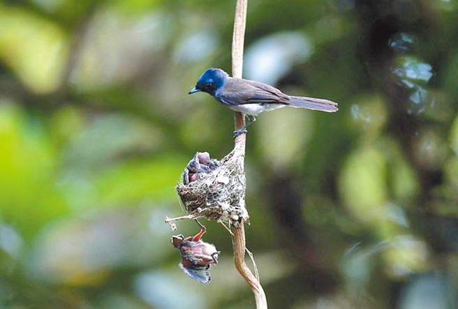 黑枕藍鶲雛鳥在親鳥面前落巢，掉落地面前還單腳緊抓著巢邊的樹枝。（賴文和提供）