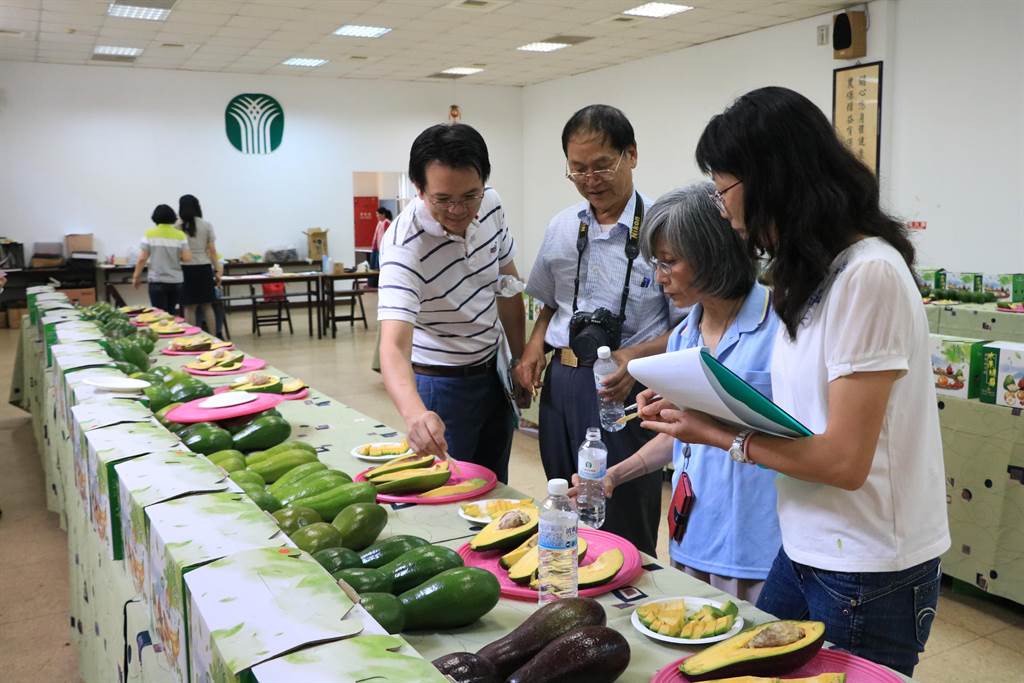 竹崎地區農會25日舉辦酪梨評鑑，評審現場試吃，針對外觀、果肉色澤、風味及水分含量評分。（張亦惠攝）