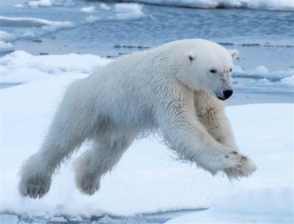 北極熊餓昏獵殺海象結局超意外 搜奇 網推