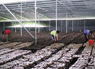 市議員為菇農請命爭取香菇產業與太陽能產業相結合
