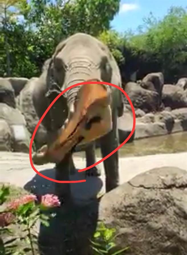 北市動物園大象目前幫忙丟回遊客掉落的帽子。（吳堂竟翻攝）