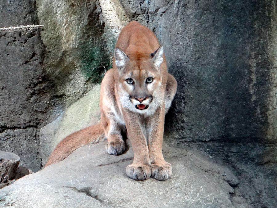 祝大家七夕情人節快樂！（美洲獅）。（台北市立動物園提供）